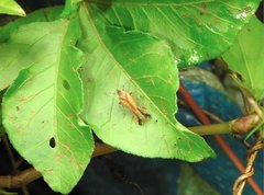 Orthopagus splendens