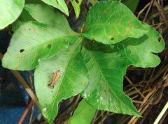 Orthopagus splendens