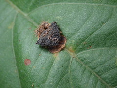 Laccoptera nepalensis