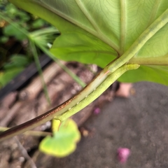 Eupanacra
