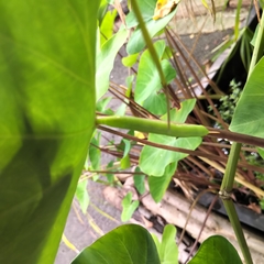 Eupanacra