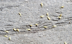 Cestoda