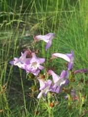 Penstemon fruticosus
