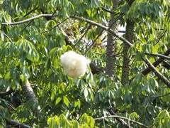Ceiba