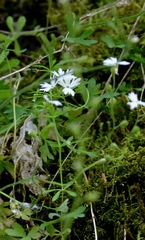 Lithophragma parviflorum parviflorum