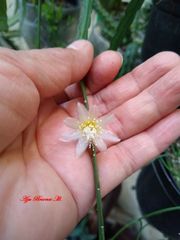 Pfeiffera boliviana