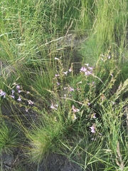 Penstemon fruticosus