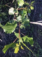 Populus deltoides deltoides