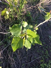 Populus deltoides deltoides