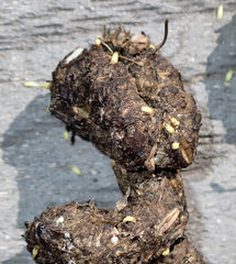 Cestoda