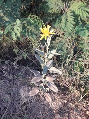 Verbesina encelioides