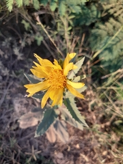 Verbesina encelioides