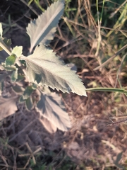 Verbesina encelioides