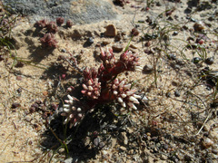 Crassula alpestris