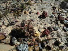 Crassula alpestris