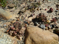 Crassula alpestris