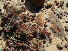 Crassula alpestris