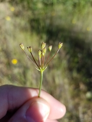 Perideridia kelloggii