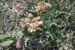 Cymopterus