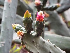 Opuntia auberi