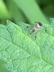 Chrysopilus modestus