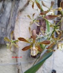 Encyclia meliosma