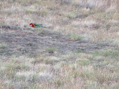 Platycercus eximius diemenensis