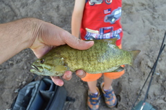 Micropterus dolomieu