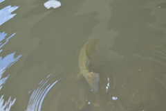 Micropterus dolomieu