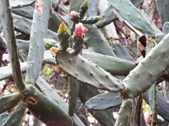 Opuntia auberi