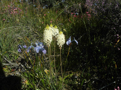 Bulbinella eburniflora