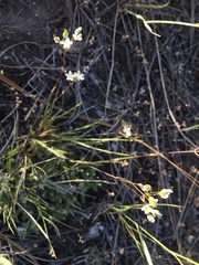 Eremogone capillaris