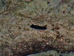 Dendrodoris nigra