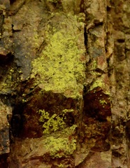 Chrysothrix chlorina