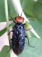 Acantholyda erythrocephala