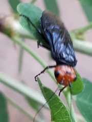 Acantholyda erythrocephala