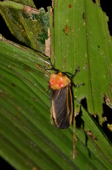 Endobrachys revocans
