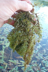 Ceratophyllum