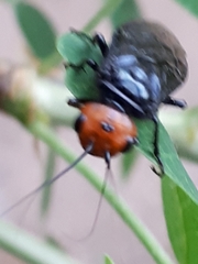 Acantholyda erythrocephala