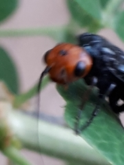 Acantholyda erythrocephala