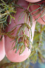 Ceratophyllum