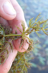 Ceratophyllum