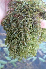 Ceratophyllum