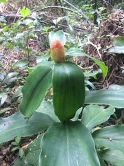 Costus scaber
