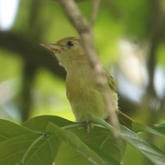 Pachysylvia aurantiifrons