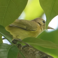 Pachysylvia aurantiifrons