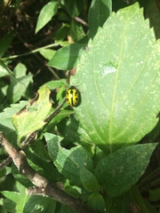 Calligrapha fulvipes