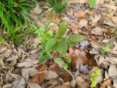 Thyrsanthella difformis