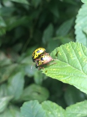 Calligrapha fulvipes