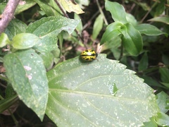Calligrapha fulvipes